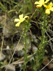 Turnera oblongifolia