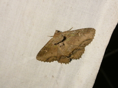 Zale fictilis