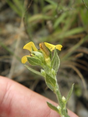 Turnera oblongifolia