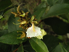 Qualea multiflora