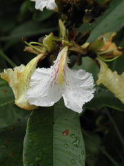 Qualea multiflora