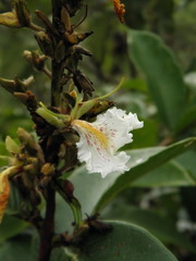 Qualea multiflora