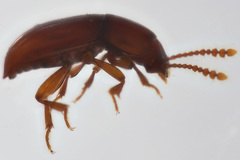 Catopocerus