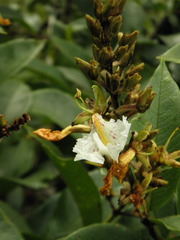 Qualea multiflora