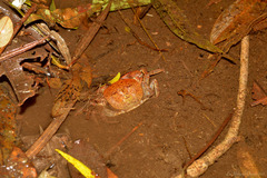 Trichodactylus fluviatilis