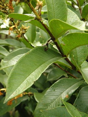 Qualea multiflora