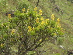 Vochysia thyrsoidea