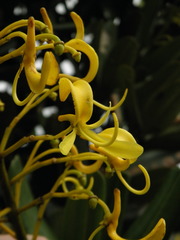 Vochysia thyrsoidea