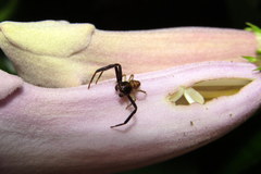Thomisidae