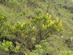 Vochysia thyrsoidea