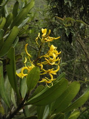 Vochysia thyrsoidea