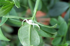 Thomisidae