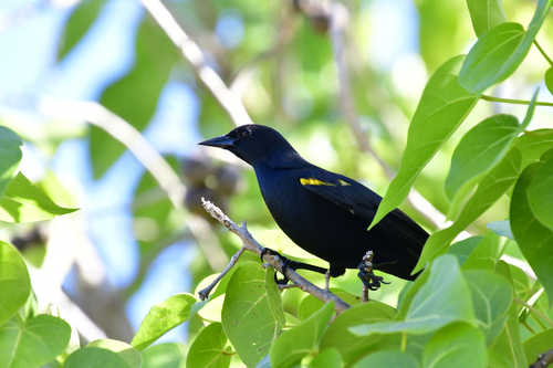 Yellow-Shouldered Blackbird
