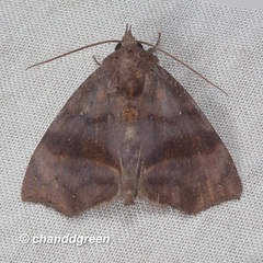 Thalatta fasciosa