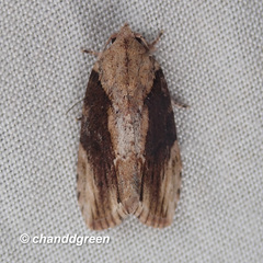 Etanna breviuscula