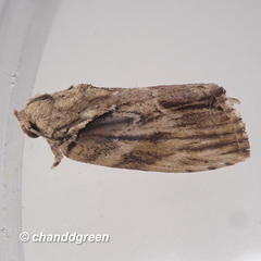 Etanna breviuscula