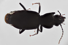 Pterostichus palmi