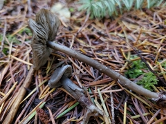 Tephrocybe