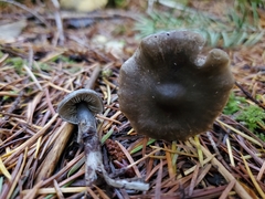 Tephrocybe