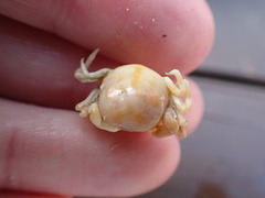 Nepinnotheres novaezelandiae