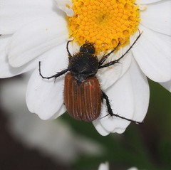 Phyllotocus rufipennis