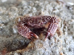 Paraxanthias taylori