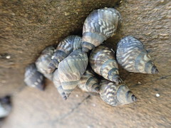 Echinolittorina ziczac