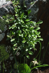 Campanula tridentata biebersteiniana