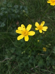 Ranunculus petiolaris