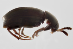 Ptomaphagus