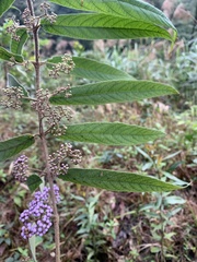 Callicarpa pilosissima
