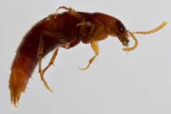 Ischnosoma lecontei