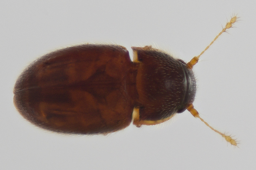Nossidiinae