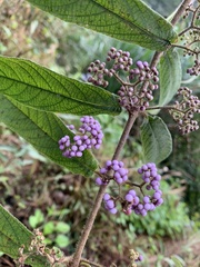 Callicarpa pilosissima
