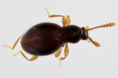 Brachycepsis
