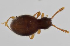 Brachycepsis