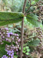 Callicarpa pilosissima