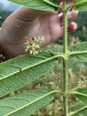 Callicarpa pilosissima