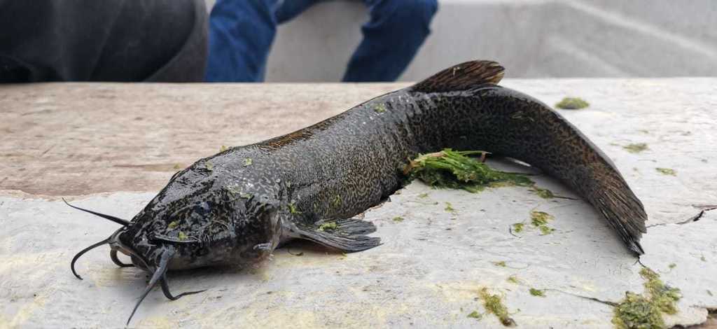 Andean pencil catfish (Trichomycterus rivulatus) — Trichomycteridae