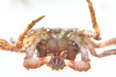 Hyas coarctatus