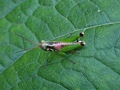 Tergoceracris cerropunta