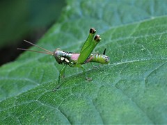 Tergoceracris cerropunta