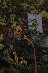 Pycnonotus leucogenys