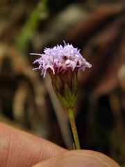 Chromolaena decumbens