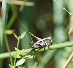 Nanodectes harpax