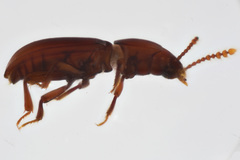Catopocerus