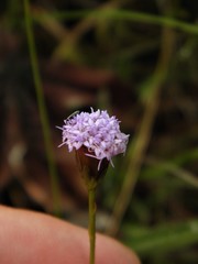 Chromolaena decumbens