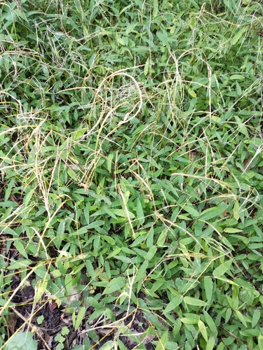 Microstegium somae