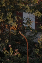 Pycnonotus leucogenys