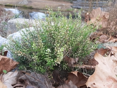 Lepidium virginicum virginicum